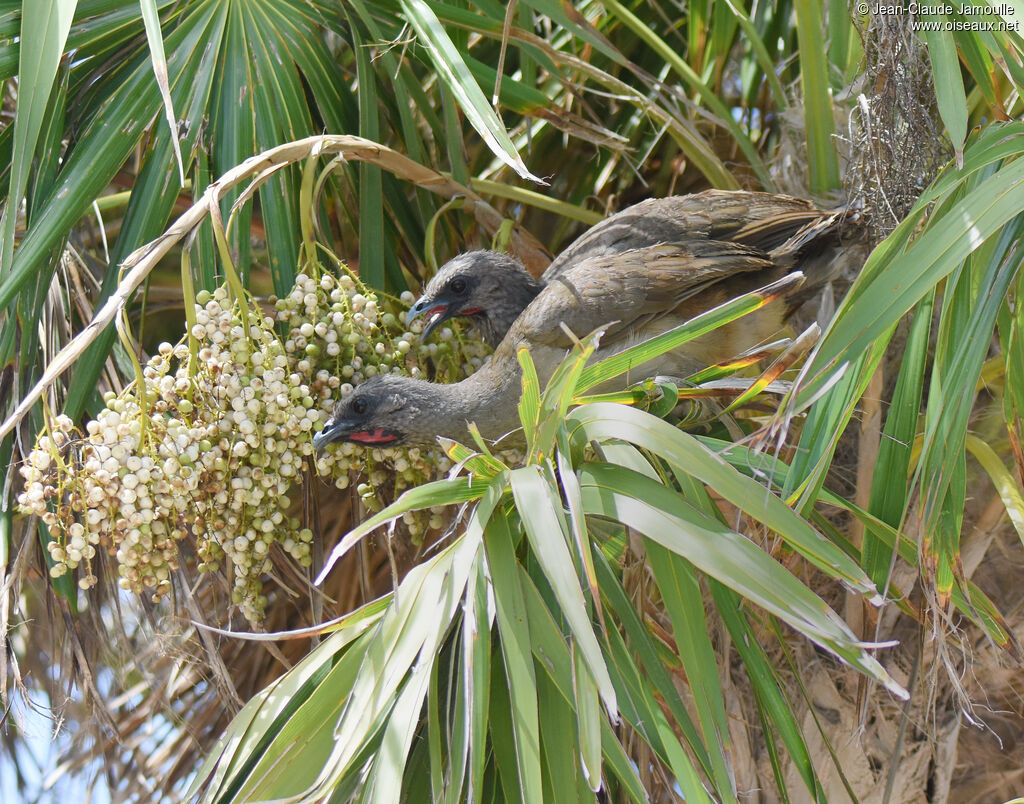 Plain Chachalacaadult, feeding habits, eats