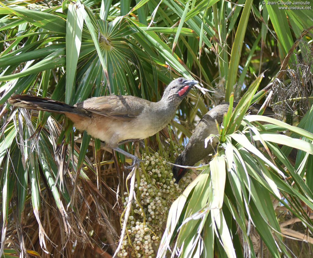 Plain Chachalaca, feeding habits, eats