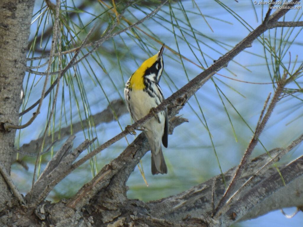 Paruline à gorge jaune