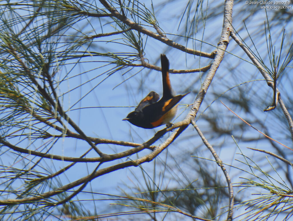Paruline flamboyante mâle