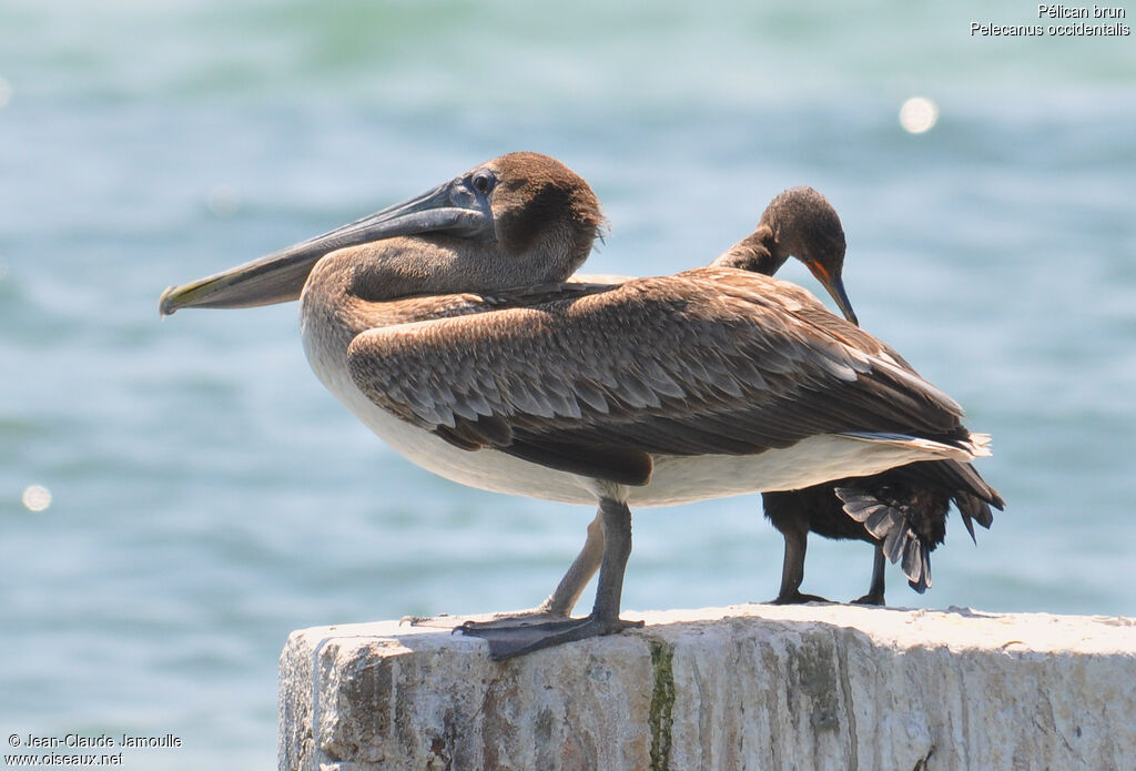 Brown Pelicanimmature, Behaviour