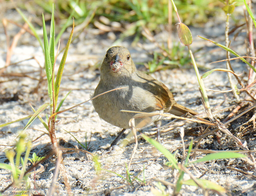 Barbados Bullfinch