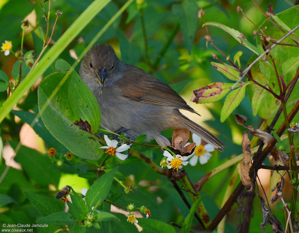Barbados Bullfinch