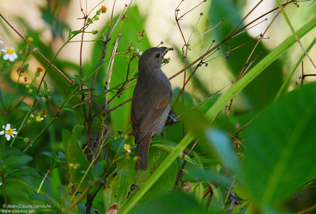 Barbados Bullfinch