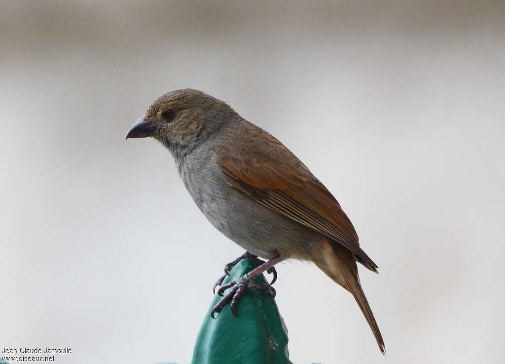 Barbados Bullfinch
