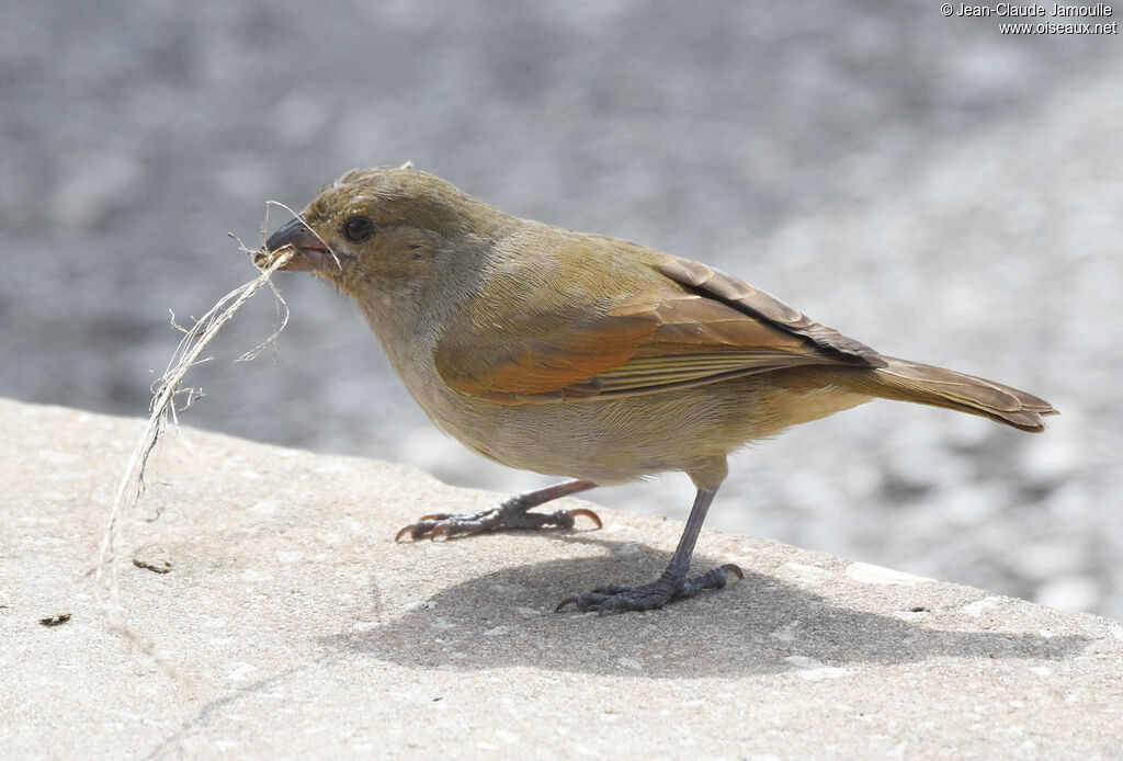 Barbados Bullfinch