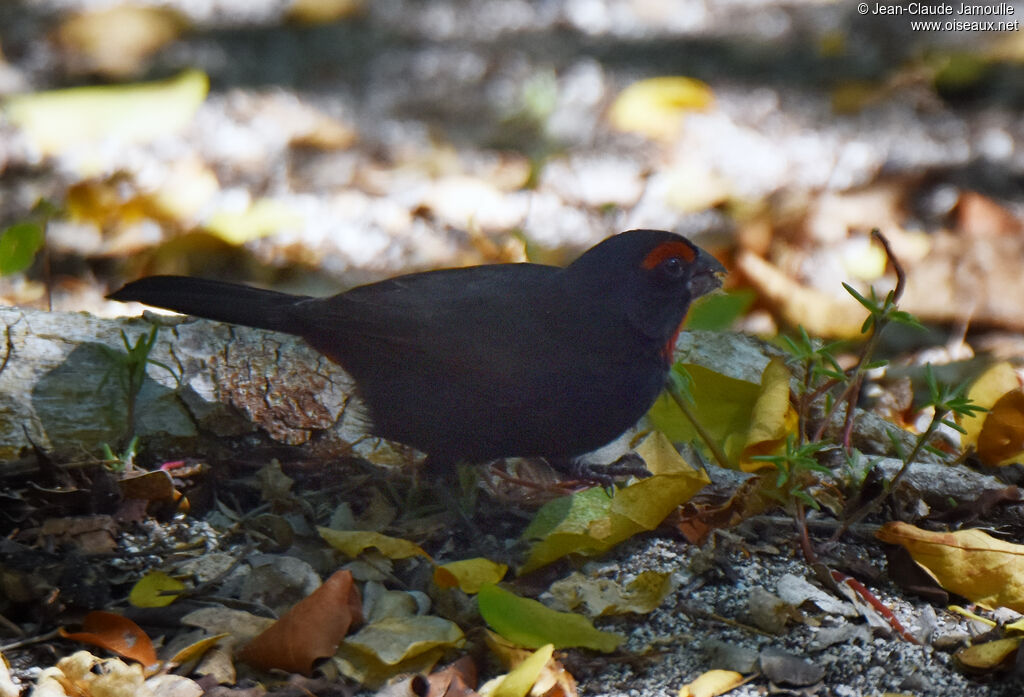 Greater Antillean Bullfinch