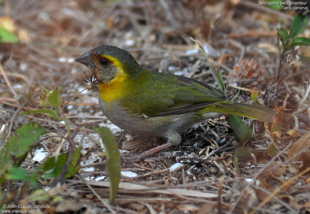 Cuban Grassquit