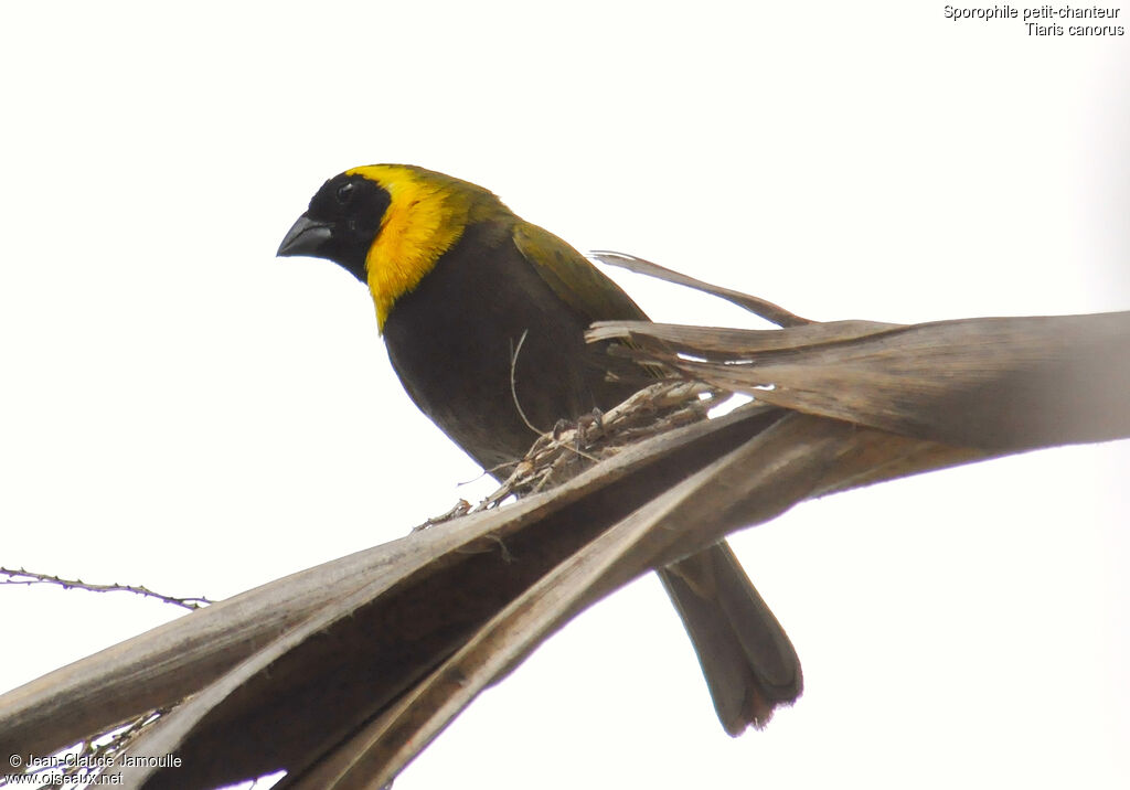 Cuban Grassquit