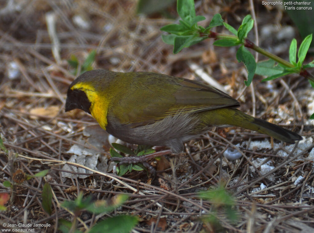 Cuban Grassquit