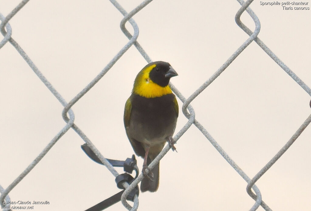Cuban Grassquit