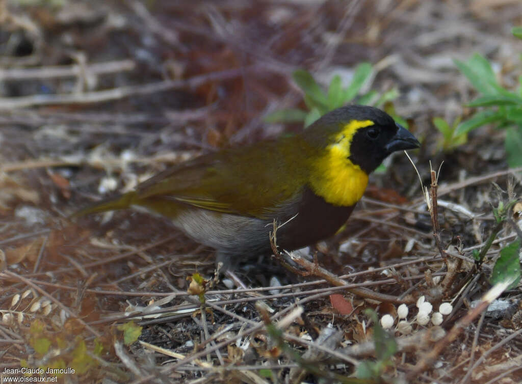Cuban Grassquit