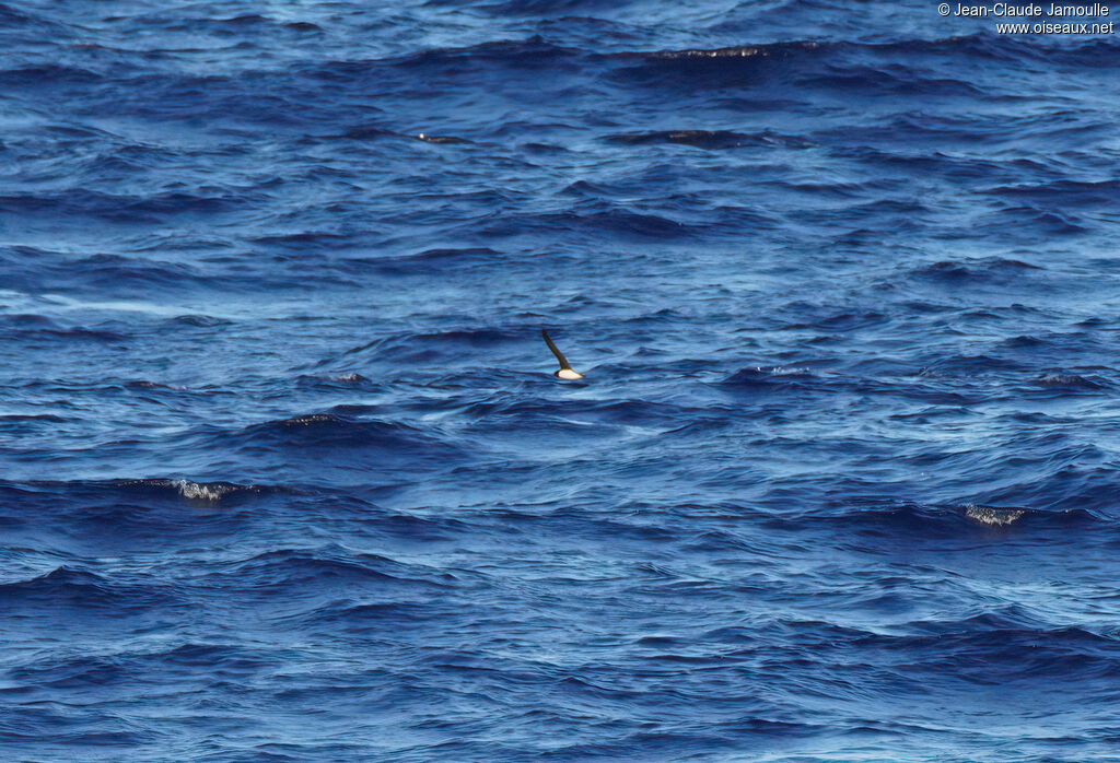 Tahiti Petrel, Flight