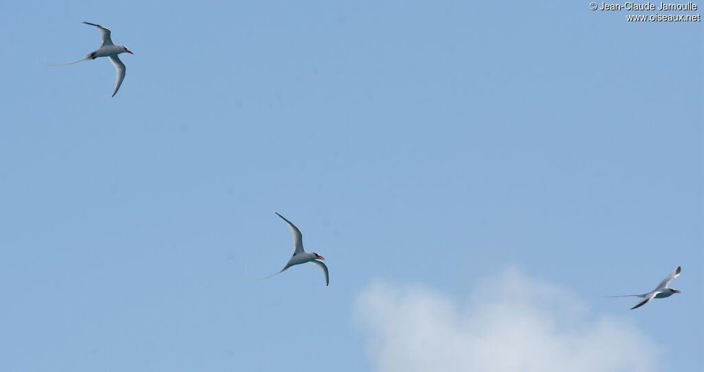 Red-billed Tropicbird