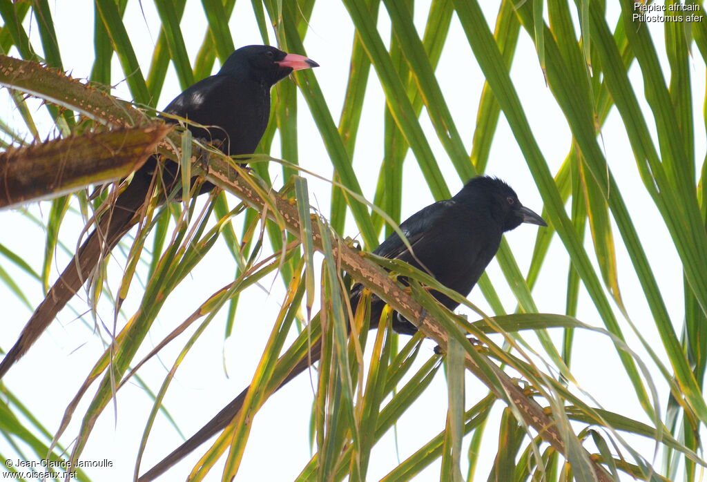 Piapiacadult, Behaviour