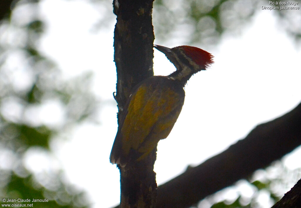 Common Flameback male adult, Behaviour