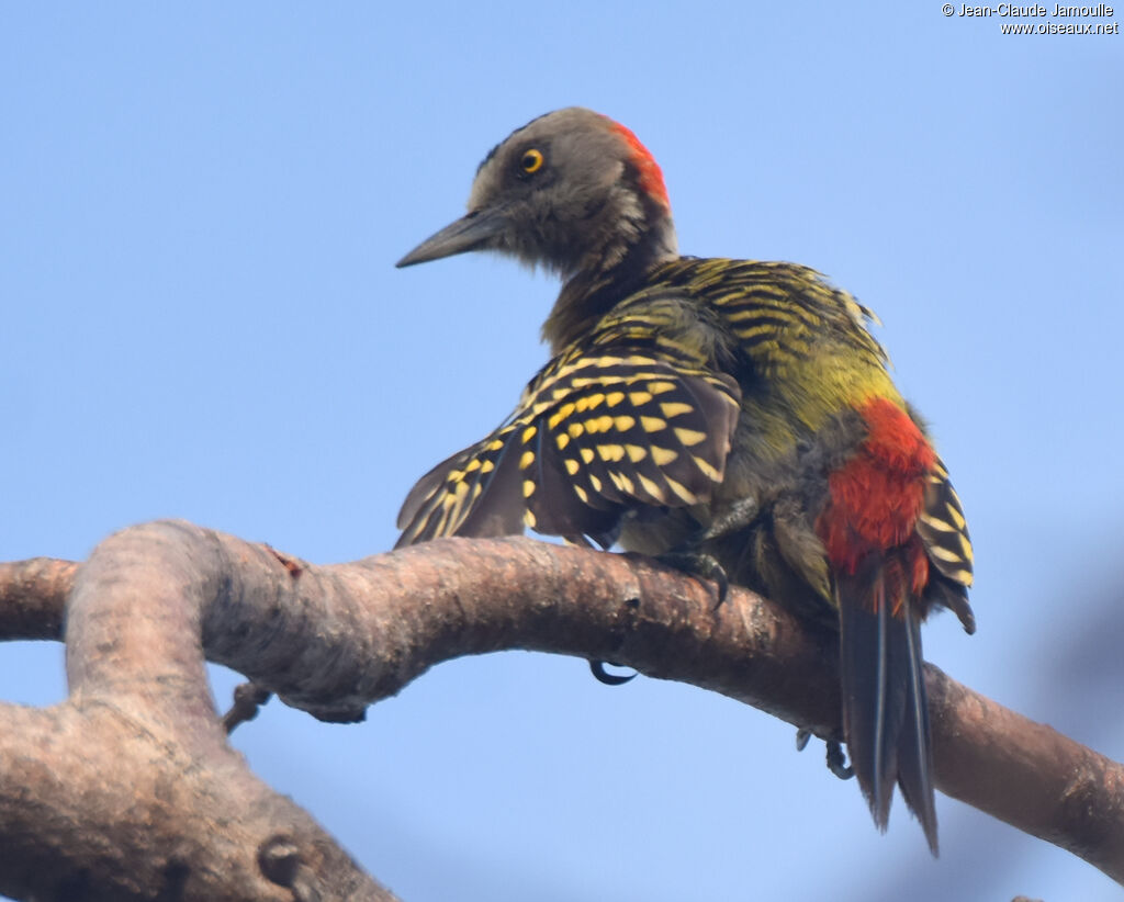 Hispaniolan Woodpecker