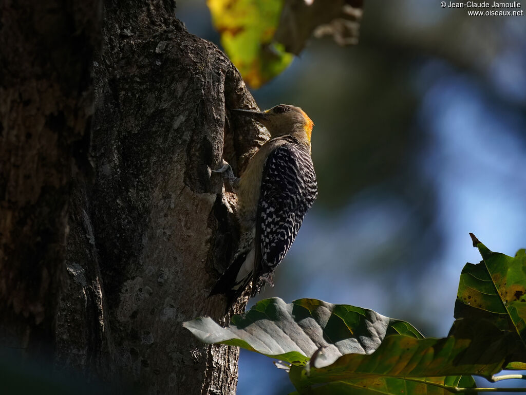 Pic de Hoffmann mâle adulte
