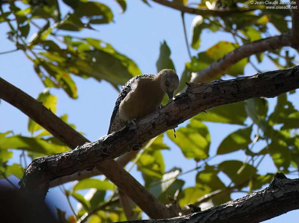 Hoffmann's Woodpecker