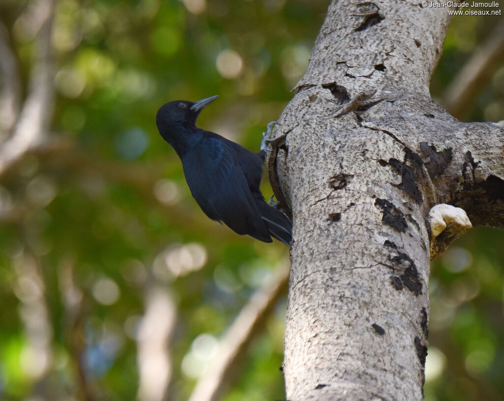 Guadeloupe Woodpecker