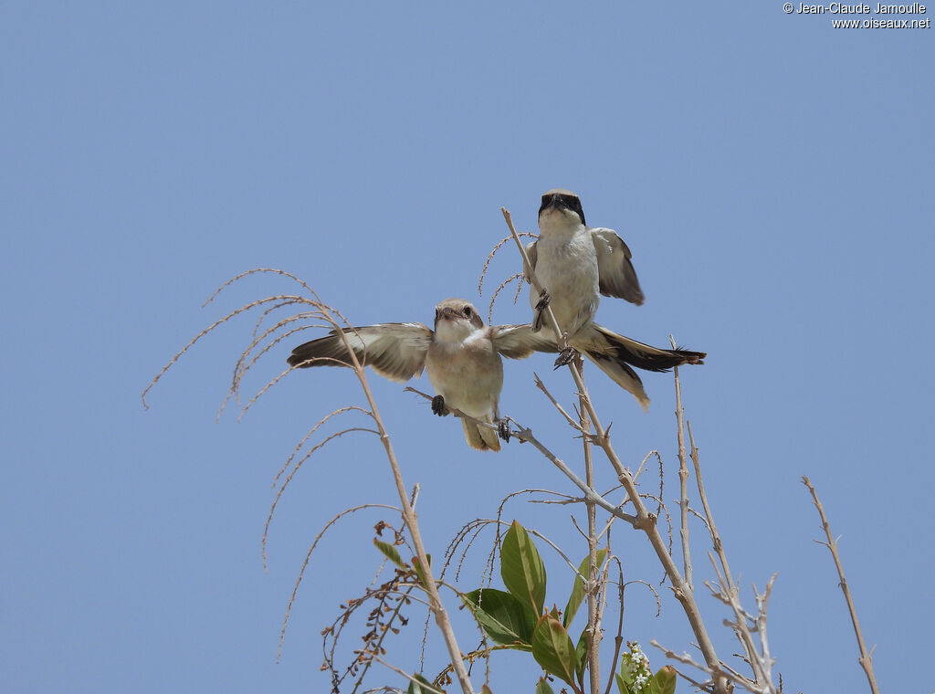 Great Grey Shrike