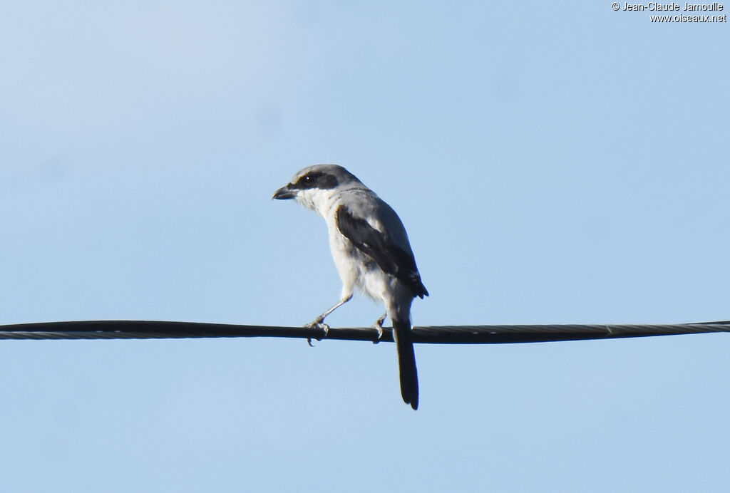 Pie-grièche migratrice