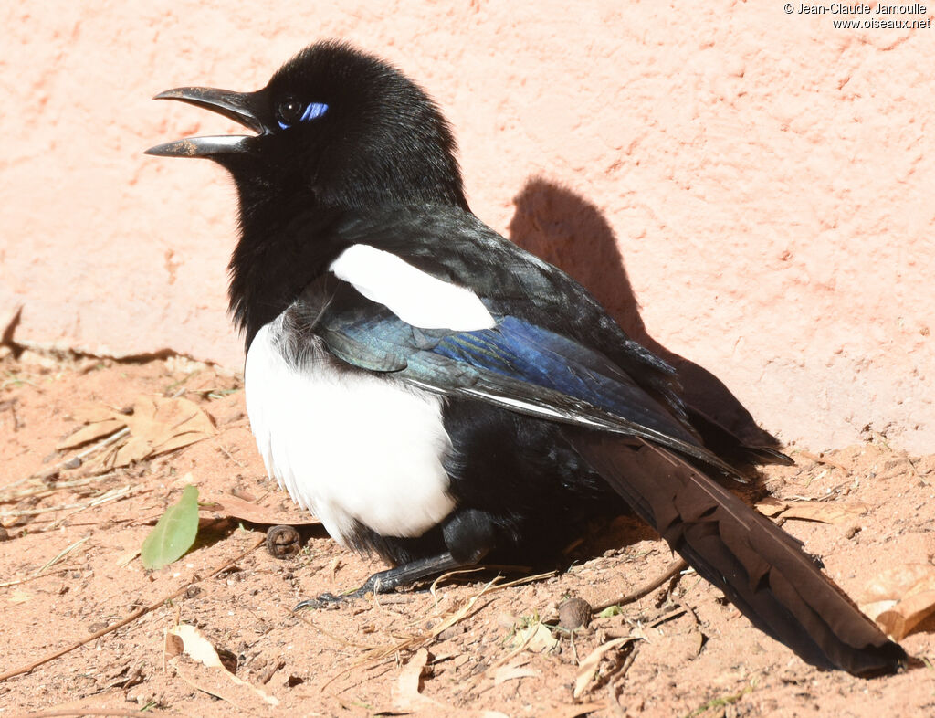 Maghreb Magpie