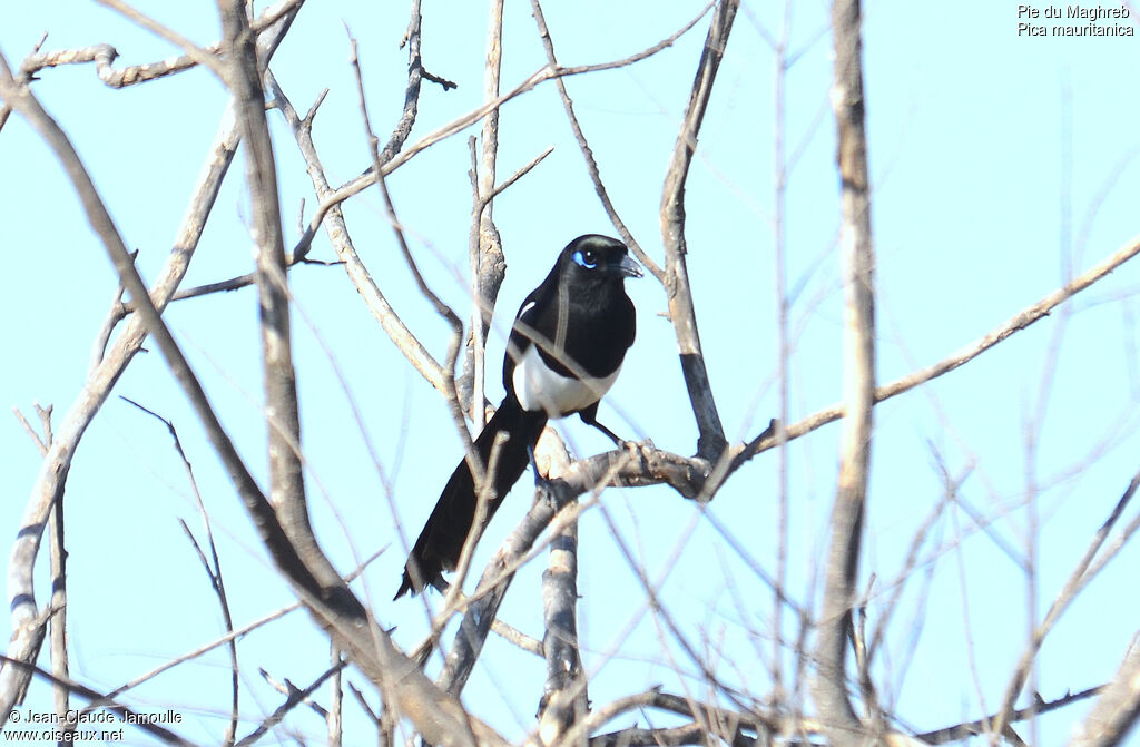 Maghreb Magpieadult, identification