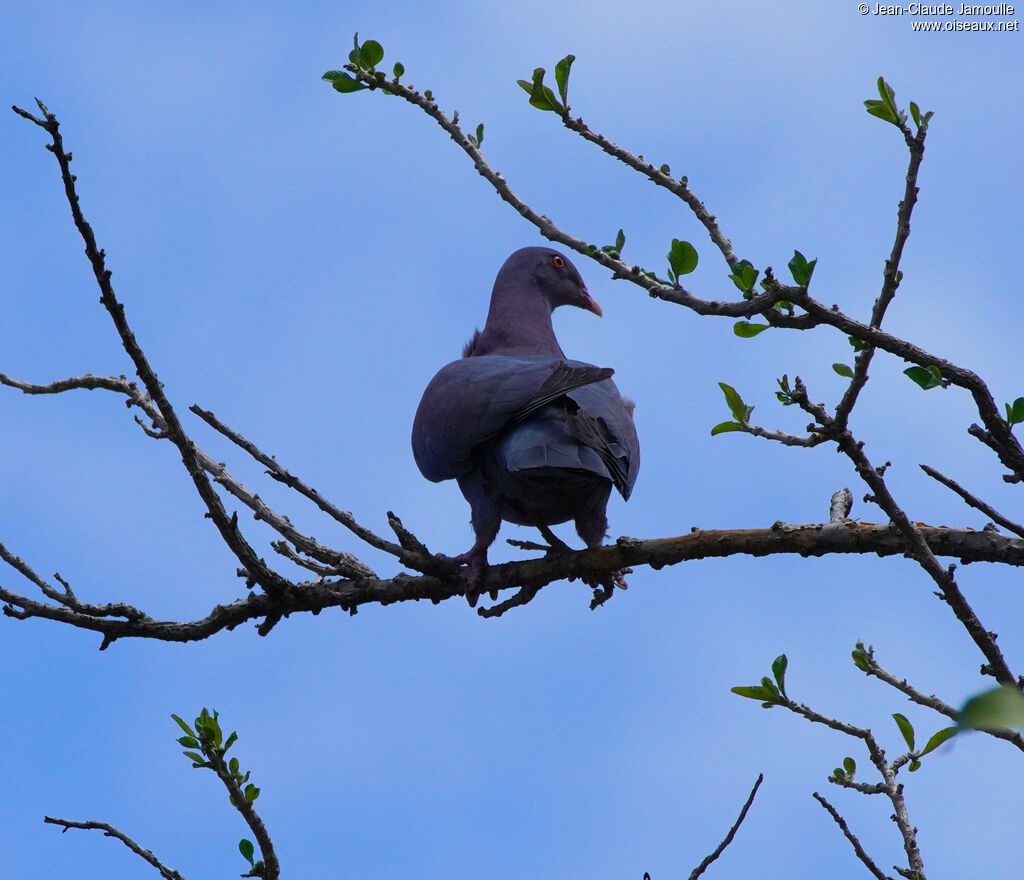 Pigeon à bec rougeadulte
