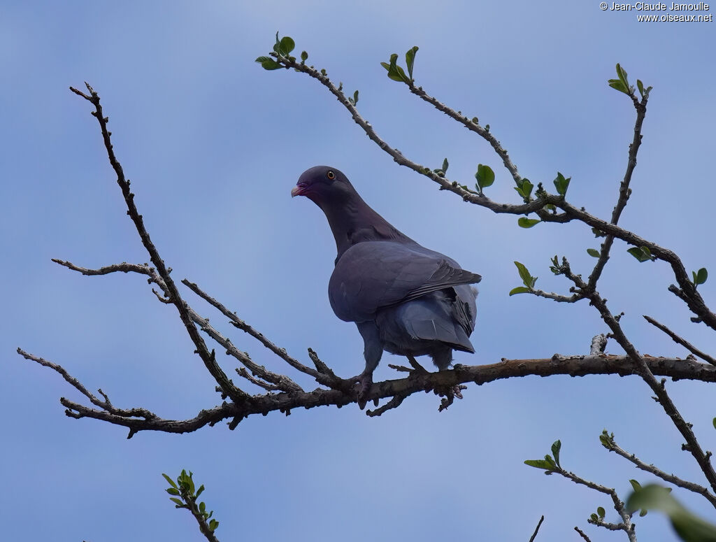 Red-billed Pigeon