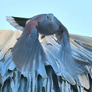 Pigeon de Madagascar