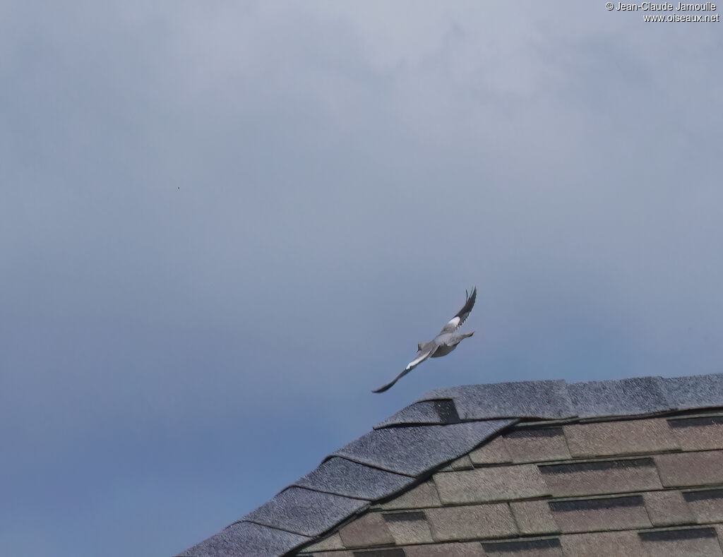 Bare-eyed Pigeon