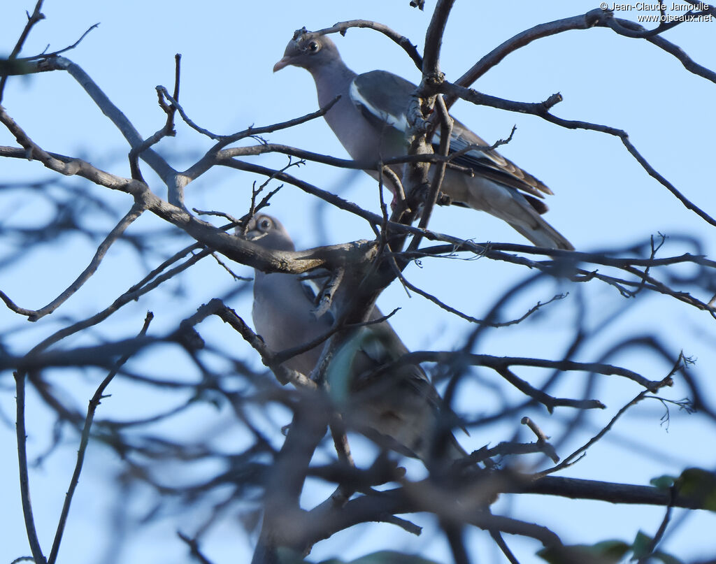 Pigeon jounud