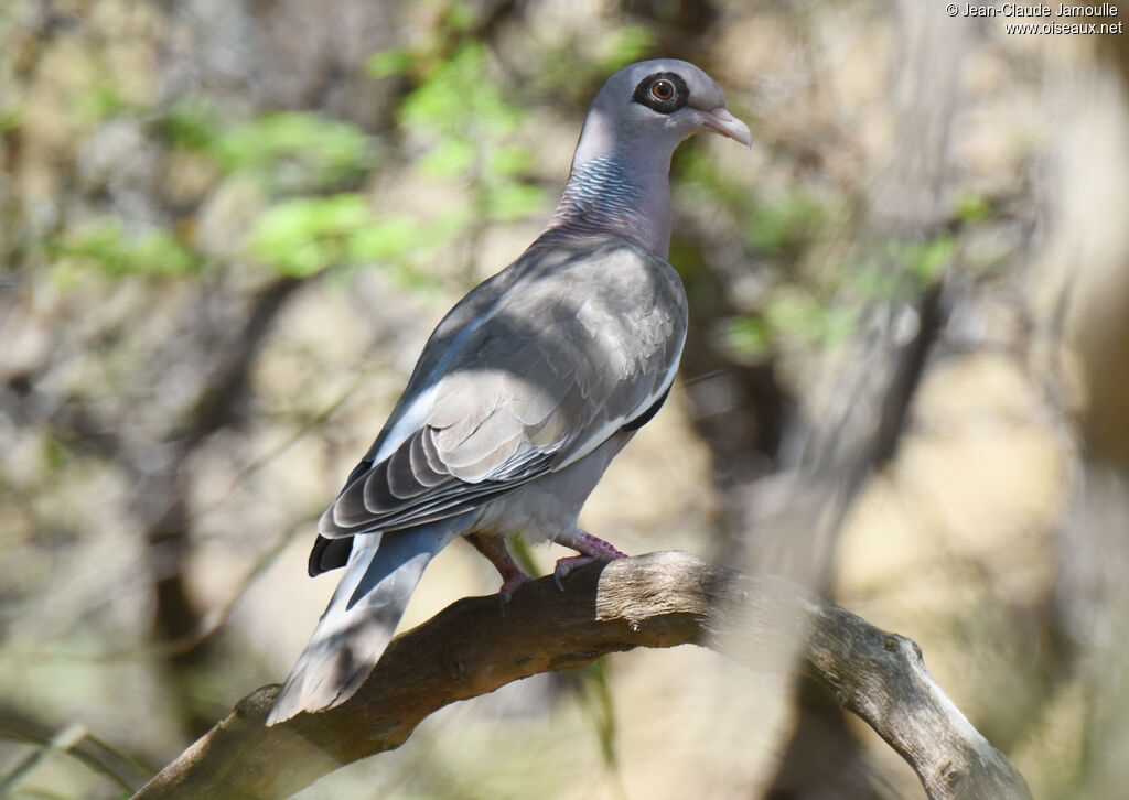 Pigeon jounud