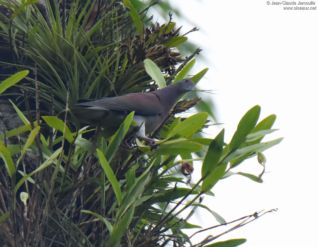 Pigeon rousset