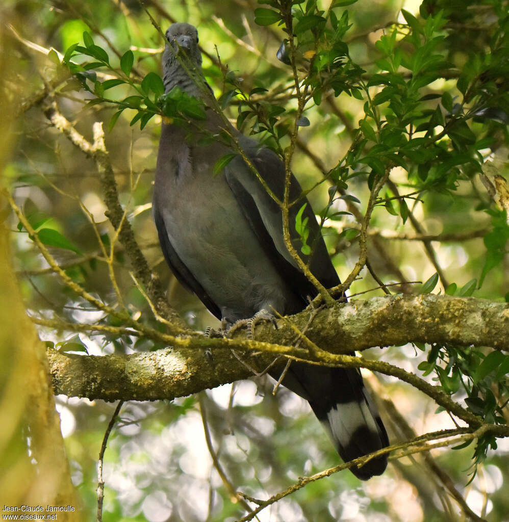 Trocaz Pigeonimmature, habitat
