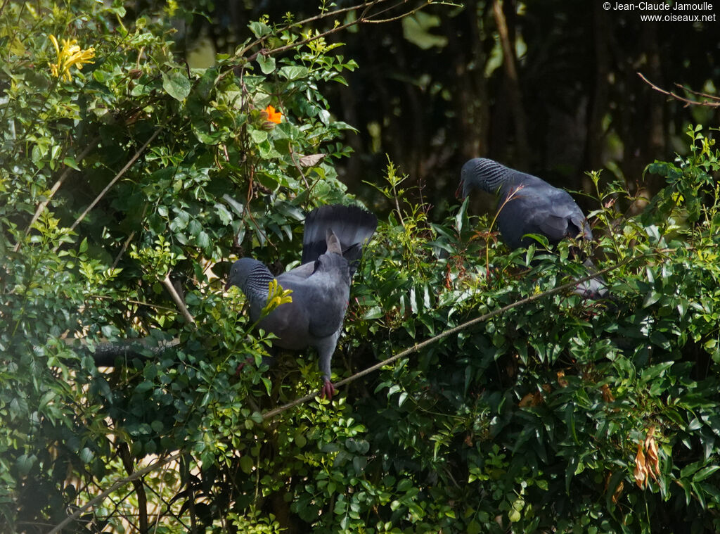 Pigeon trocazadulte, mange