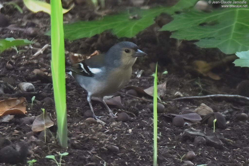 Madeira Chaffinchadult, walking, eats