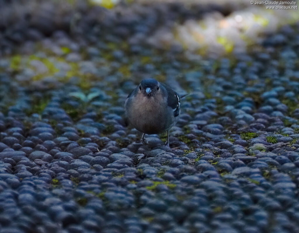 Pinson de Madèreadulte