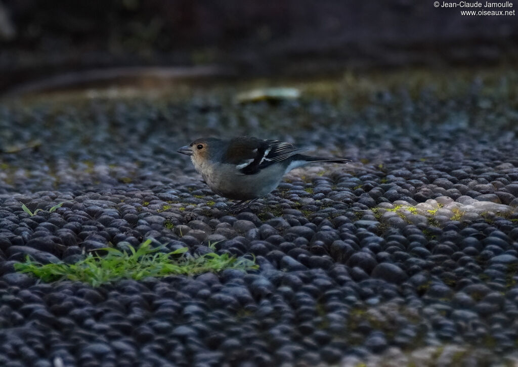 Pinson de Madèreadulte