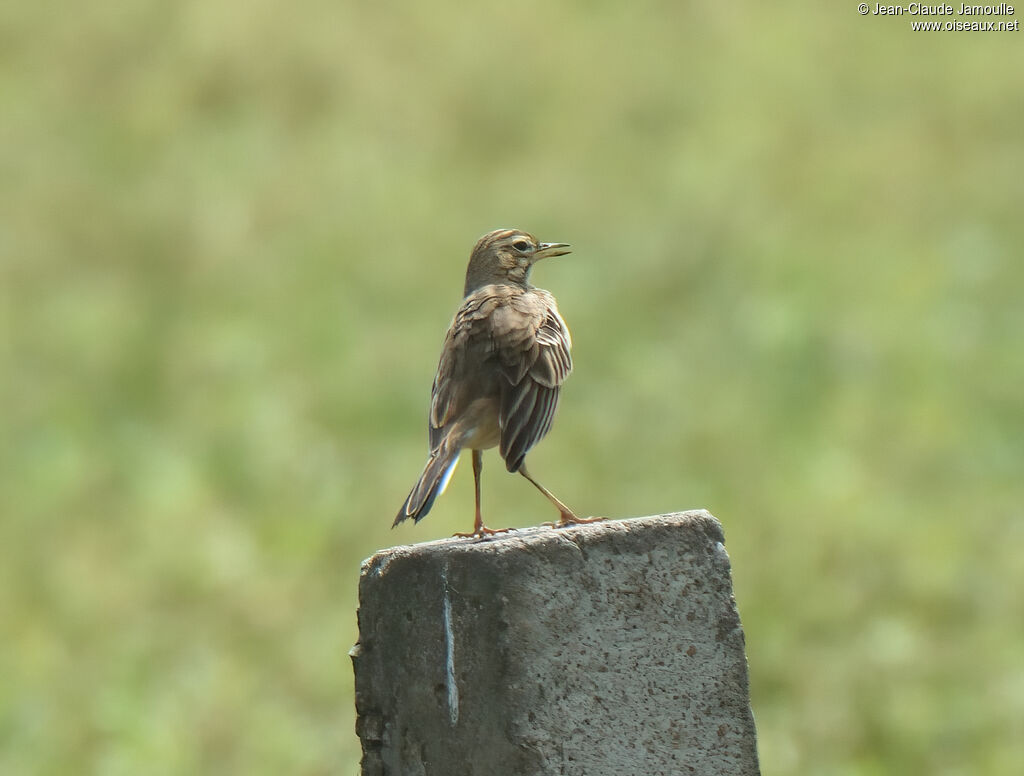 Pipit de Richardadulte