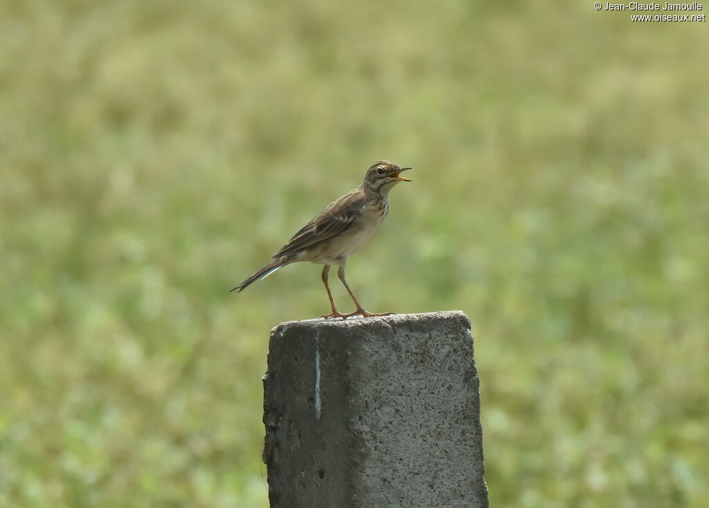 Pipit de Richardadulte, chant