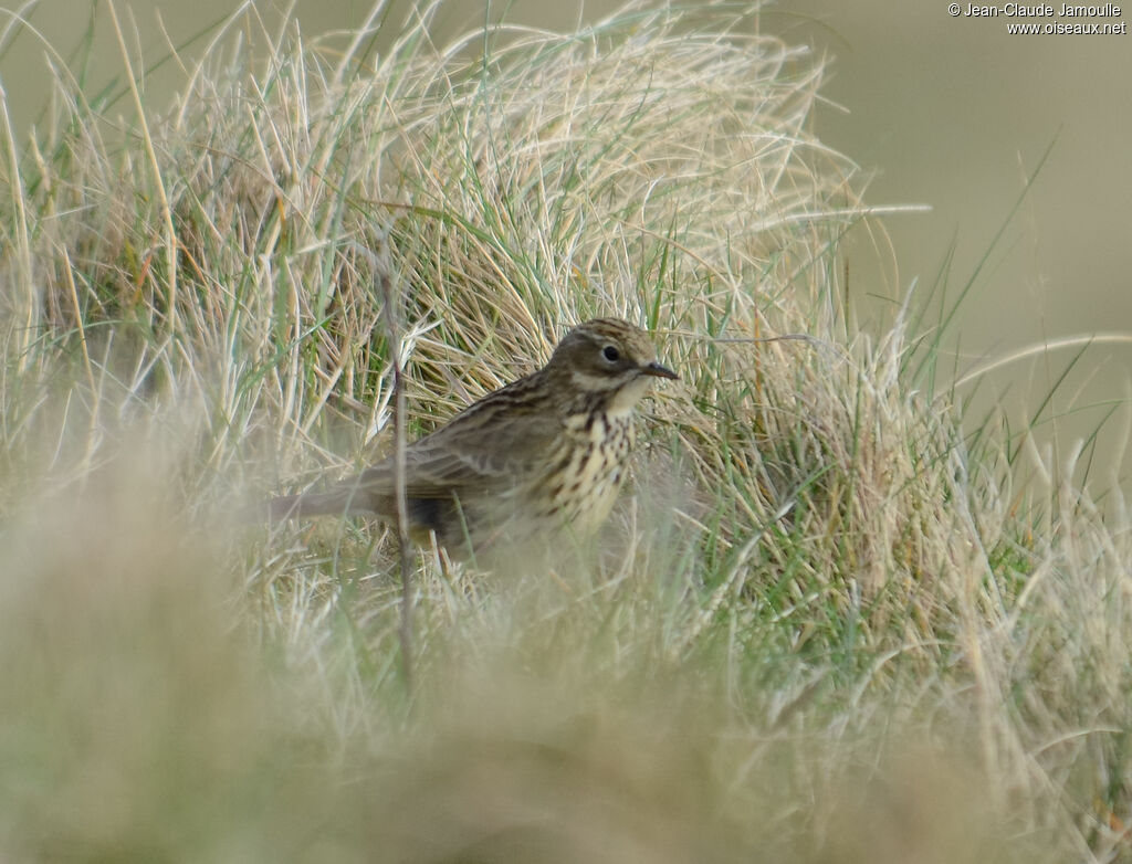 Meadow Pipit
