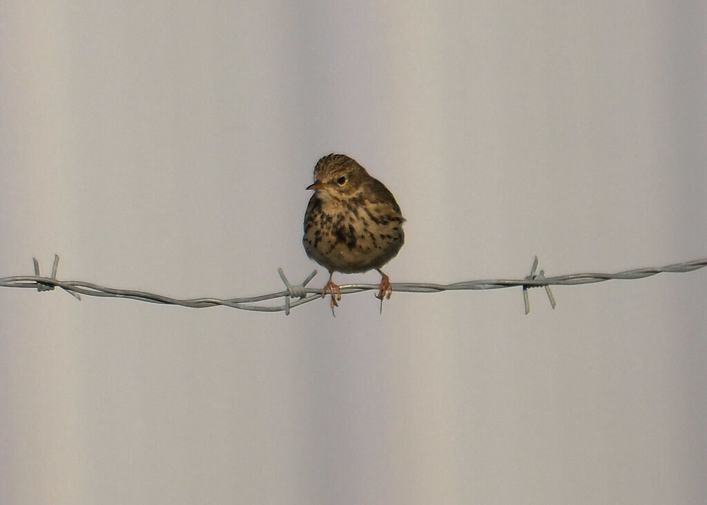 Meadow Pipit, Behaviour