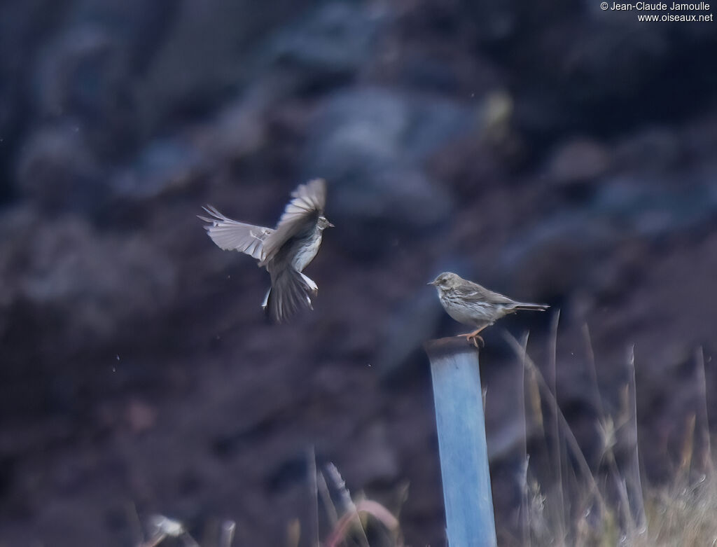 Meadow Pipitadult