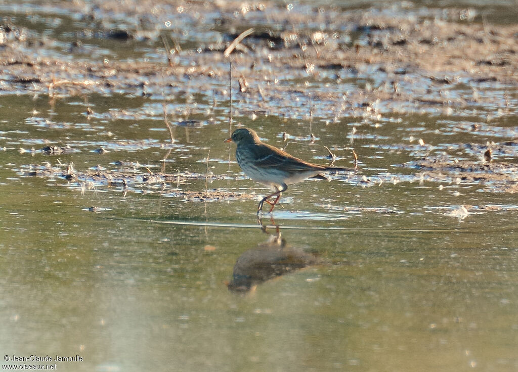 Pipit spioncelle