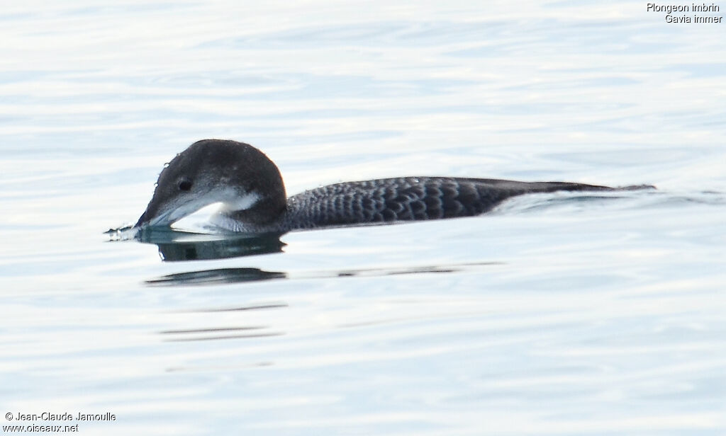 Plongeon imbrin, Comportement