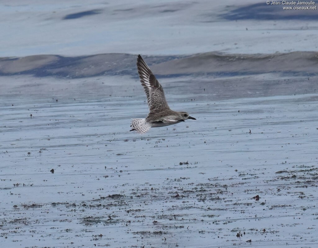 Pluvier argentéadulte internuptial, Vol