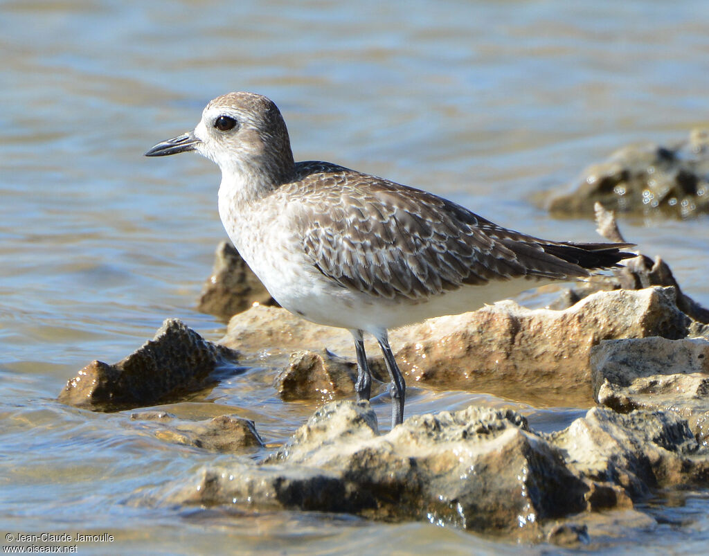 Grey Plover