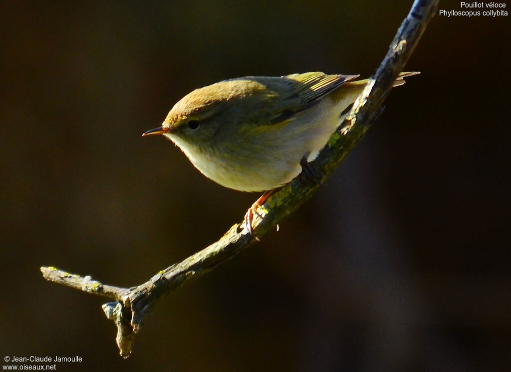 Common Chiffchaff, Behaviour